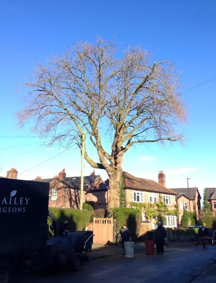 After crown reduction of a London plane