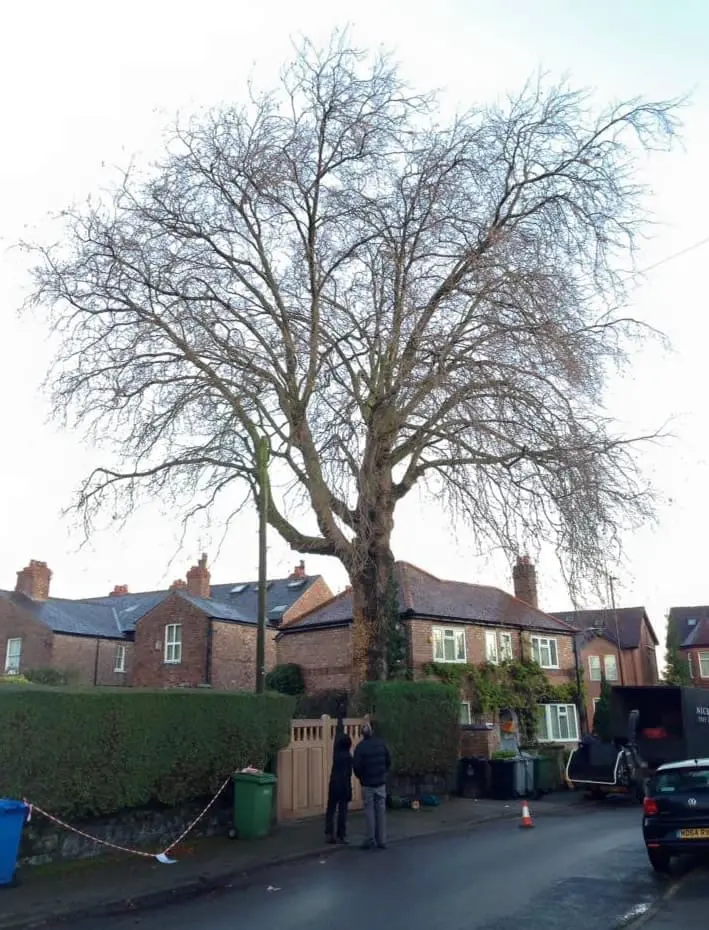 Before crown reduction of a London plane