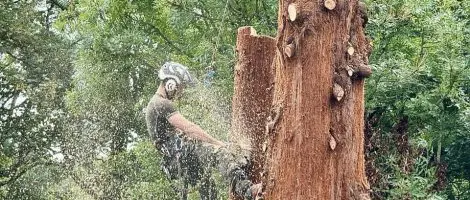 Coastal Redwood Removal in Northwich