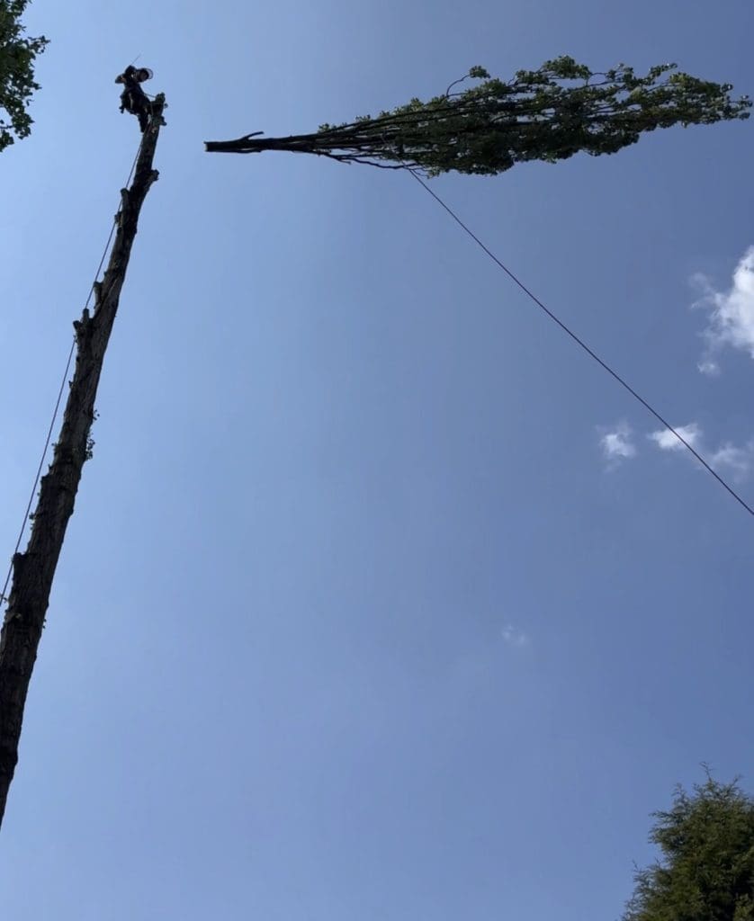 Lombardy poplar dismantle